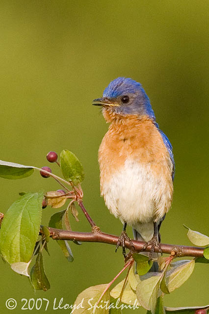 Eastern Bluebird