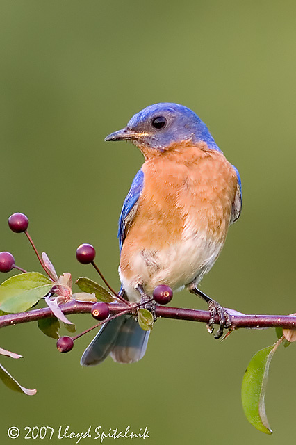 Eastern Bluebird