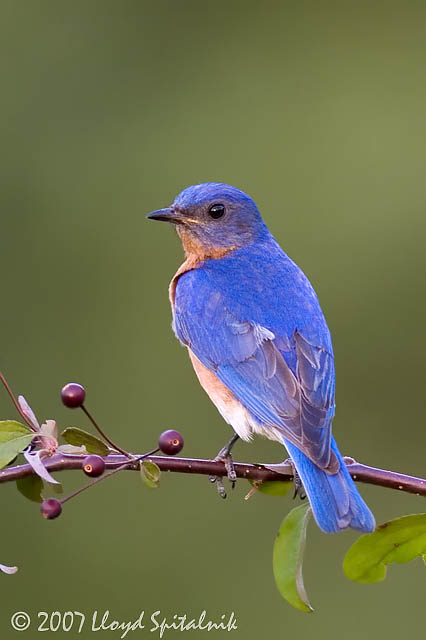 Eastern Bluebird