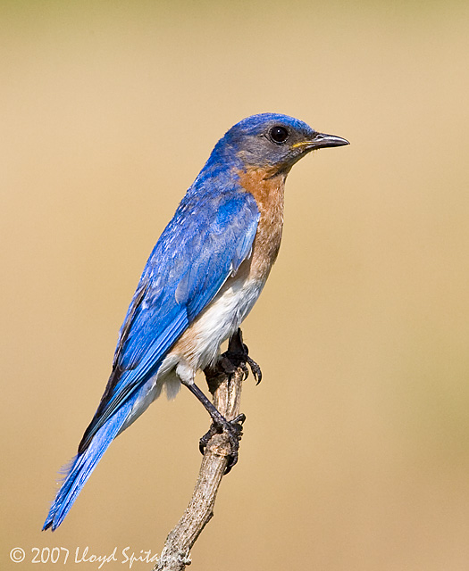 Eastern Bluebird