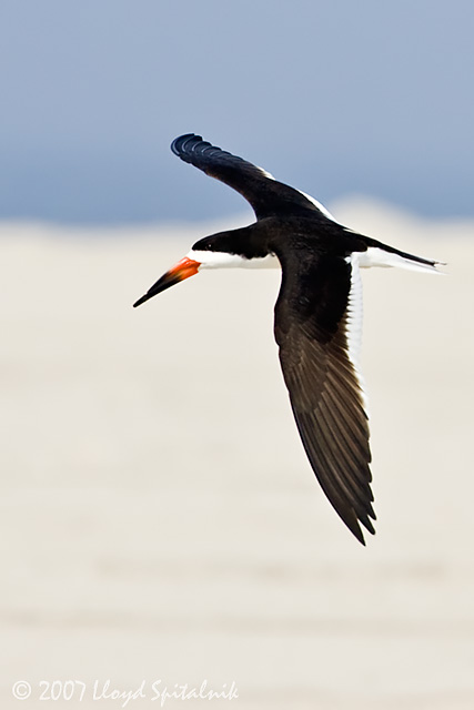 Black Skimmer