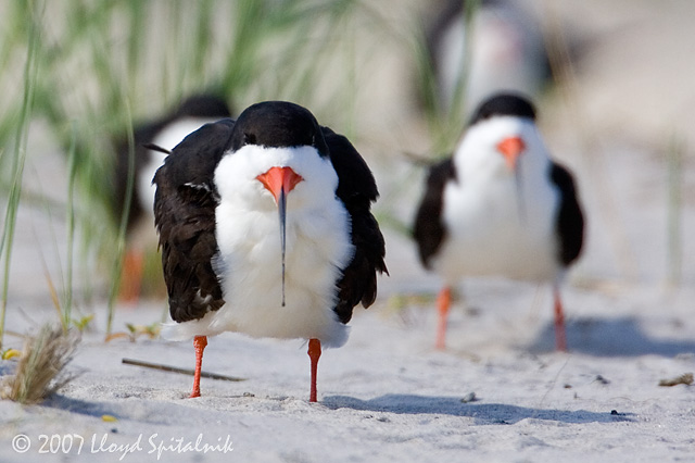 Black Skimmer