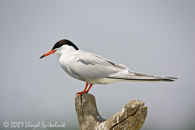 Common Tern