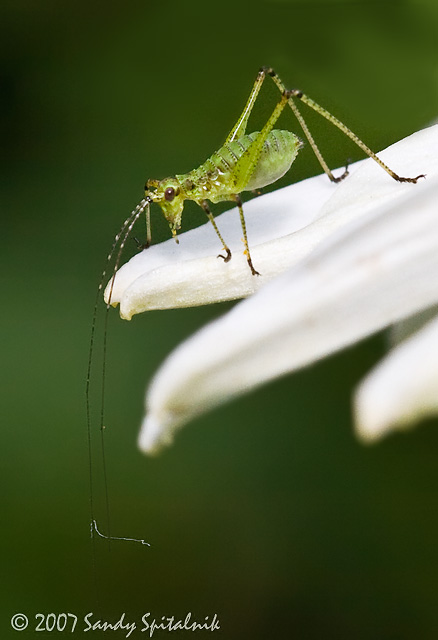  Mediterranean Katydid (nymph)