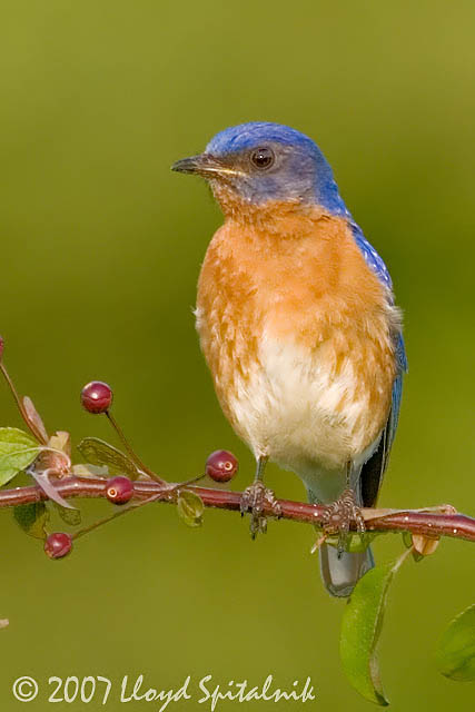 Eastern Bluebird