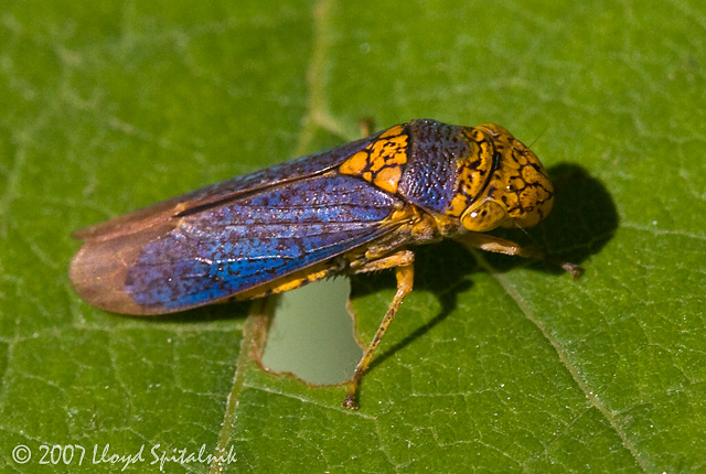 Broad-headed Sharpshooter