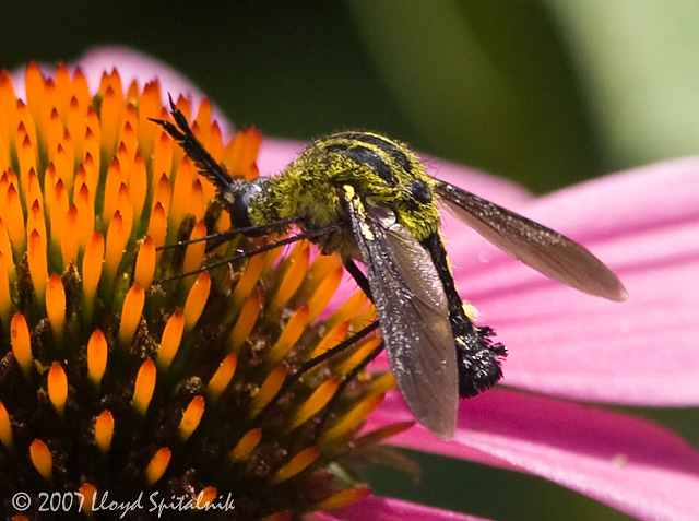 Bee Fly