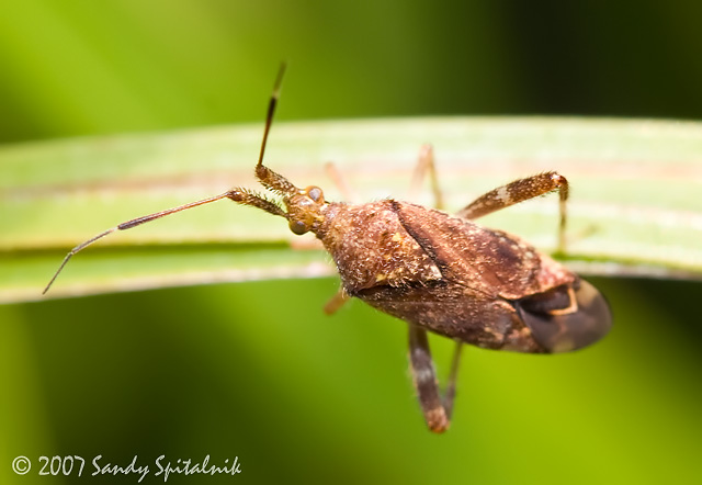 Plant Bug