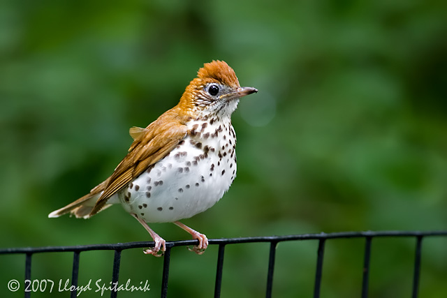Wood Thrush