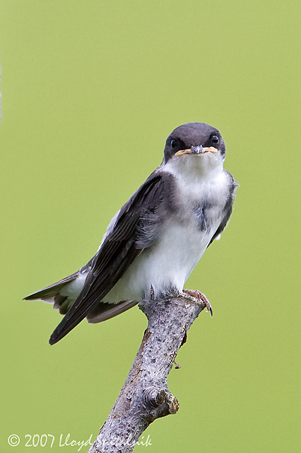 Tree Swallow