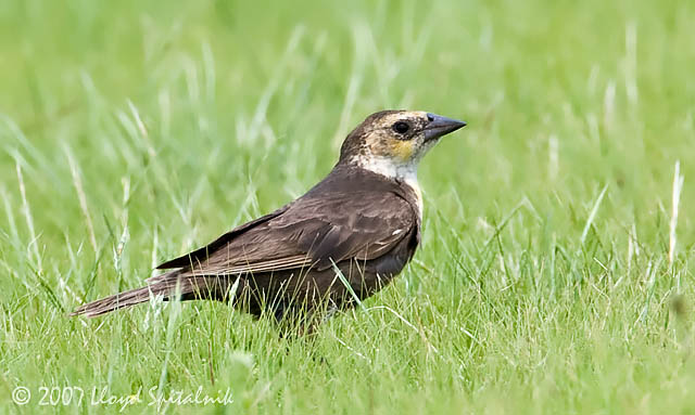 Yellow-headed Blackbird
