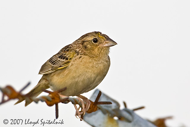 Grasshopper Sparrow