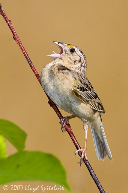 Grasshopper Sparrow