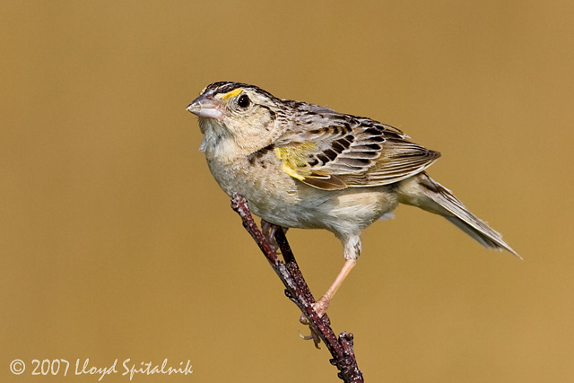 Grasshopper Sparrow