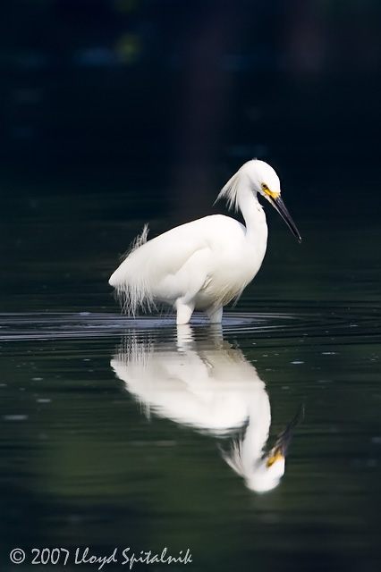 Snowy Egret