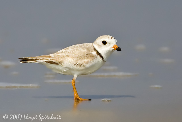 Piping Plover