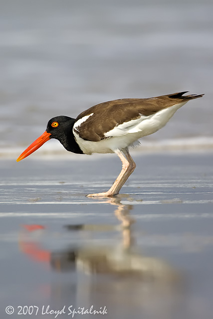 American Oystercatcher