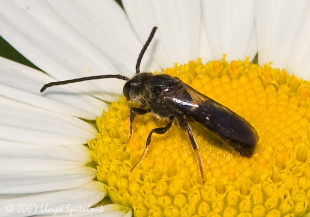 Halictid (Sweat) Bee