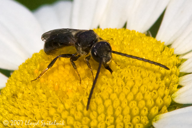 Halictid (Sweat) Bee