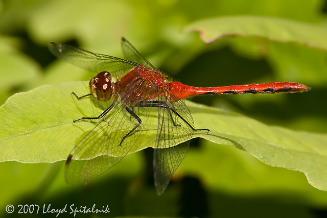 Ruby or Cherry-faced Meadowhawk