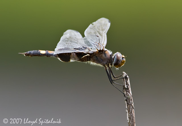 Black Saddlebags