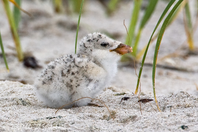 Black Skimmer