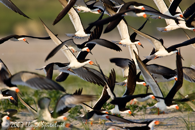 Black Skimmer