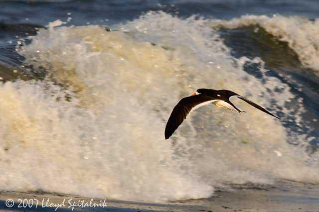 Black Skimmer