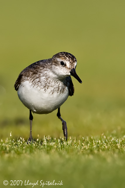 Semipalmated Sandpiper