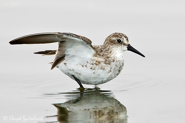 Semipalmated Sandpiper