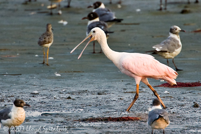 Roseate Spoonbill