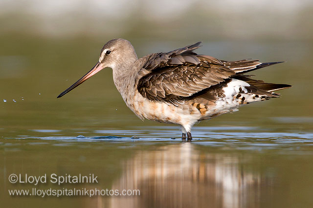 Hudsonian Godwit