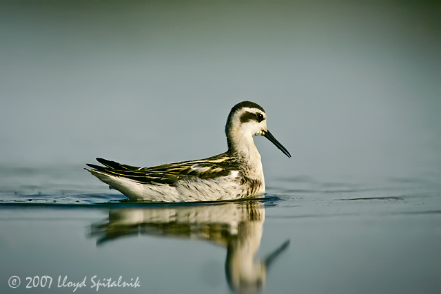 Red-necked Phalarope