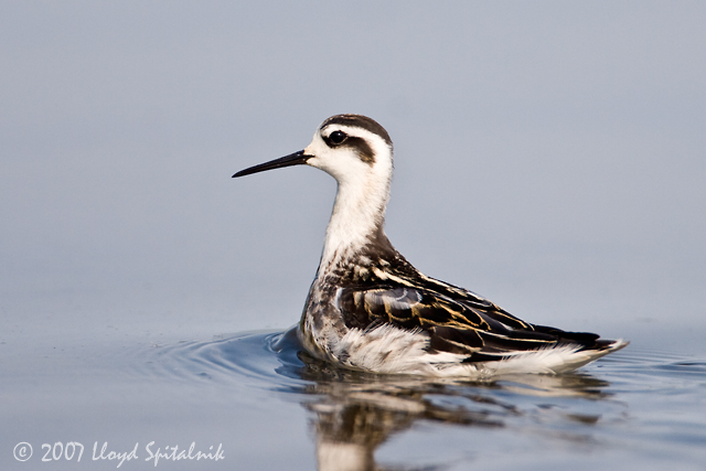 Red-necked Phalarope