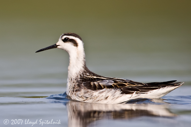 Red-necked Phalarope