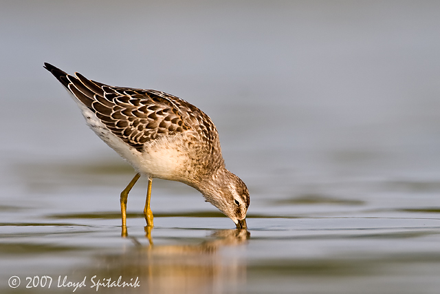 Stilt Sandpiper