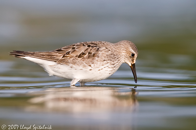 White-rumped Sandpiper