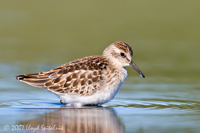 Least Sandpiper