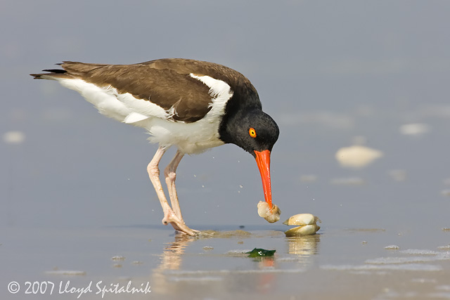 American Oystercatcher