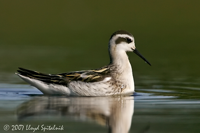 Red-necked Phalarope