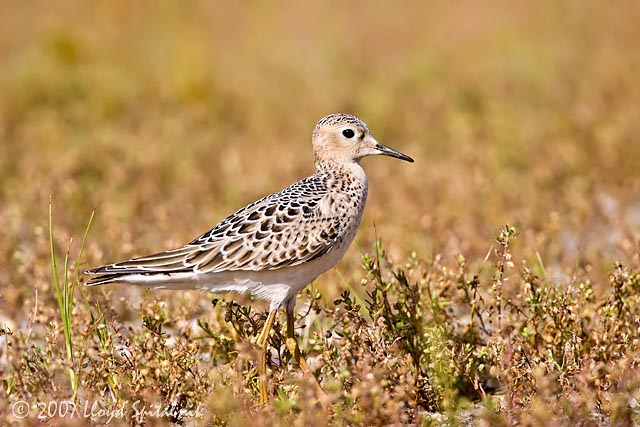 Buff-breasted Sandpiper