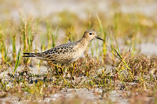 Buff-breasted Sandpiper
