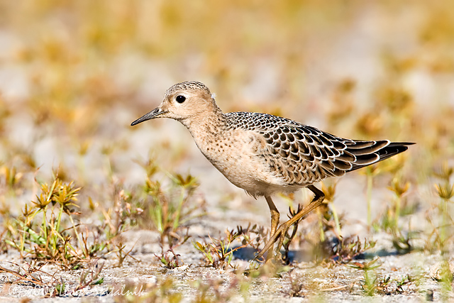 Buff-breasted Sandpiper