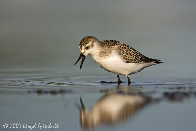 Semipalmated Sandpiper (juvenile)