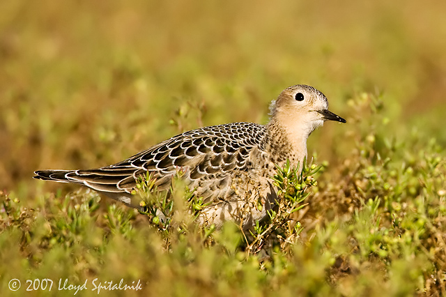 Buff-breasted Sandpiper