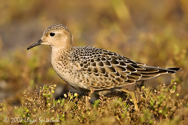 Buff-breasted Sandpiper