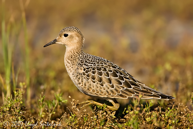 Buff-breasted Sandpiper