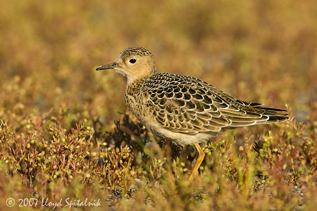 Buff-breasted Sandpiper