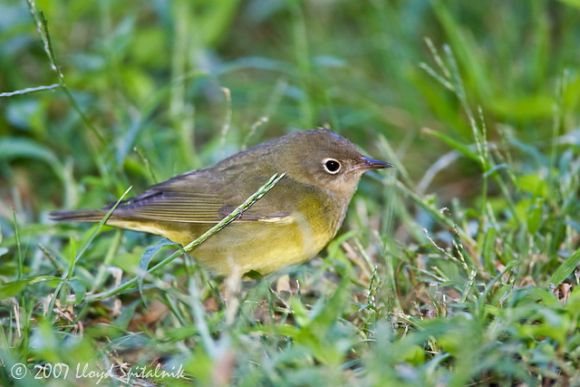 Connecticut Warbler