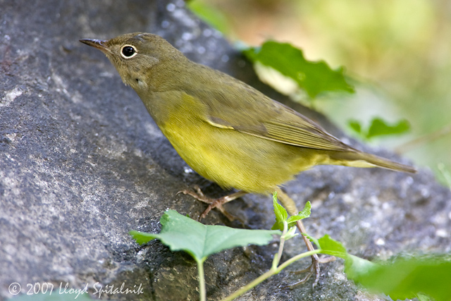 Connecticut Warbler